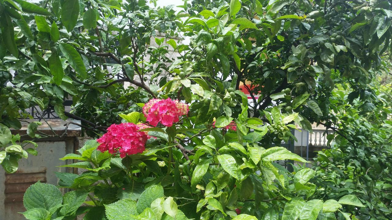 Apartments Zvicer - Milica บุดวา ภายนอก รูปภาพ